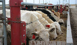 Managing Livestock Holding Pens to Protect Groundwater